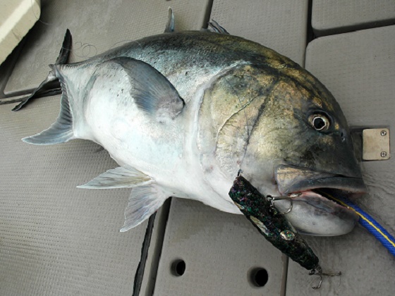 L1-4 | shell shaping lures L1-4 | shell shaping lures