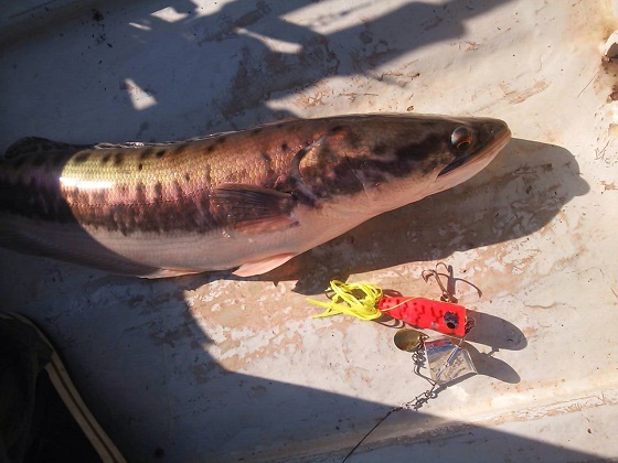 【中古/未使用品】 貝田ルアー サイドワインダー 220   /P036S Shell Shaping Lures(貝田ルアー) / サイドワインダー 水玉