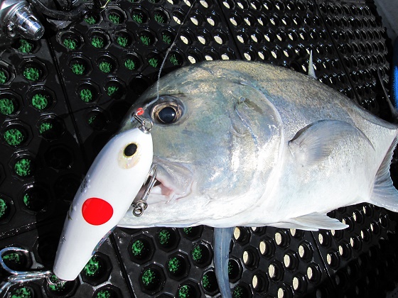 L1-1 | shell shaping lures L1-1 | shell shaping lures