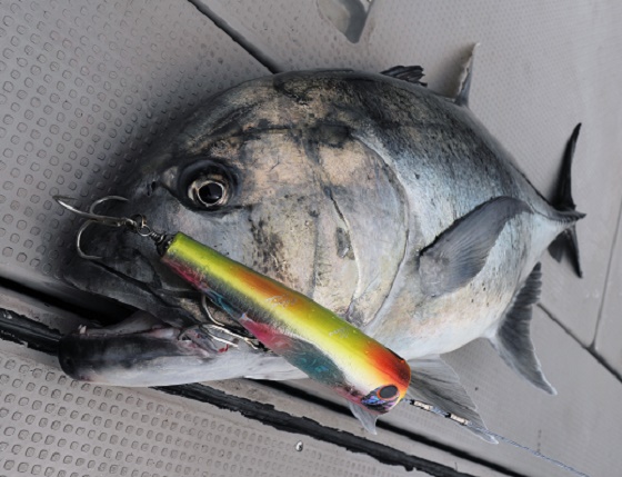 L1-4 | shell shaping lures