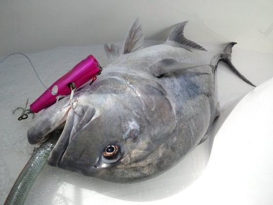 L1-4 | shell shaping lures