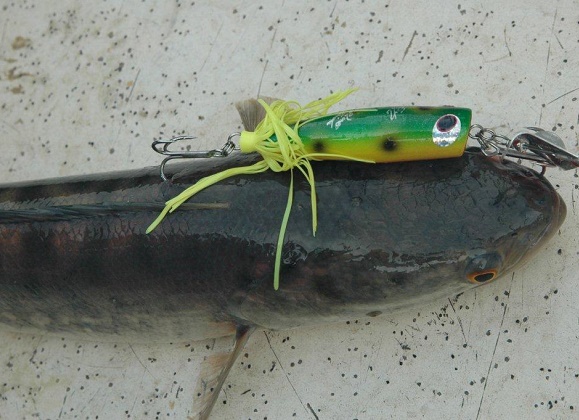 貝田ルアー　雷丸 L2-4 | shell shaping lures