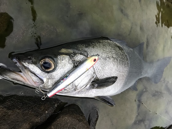 貝田ルアー ロンピン、ロンピンスタッガー 貝田ルアー ロンピン