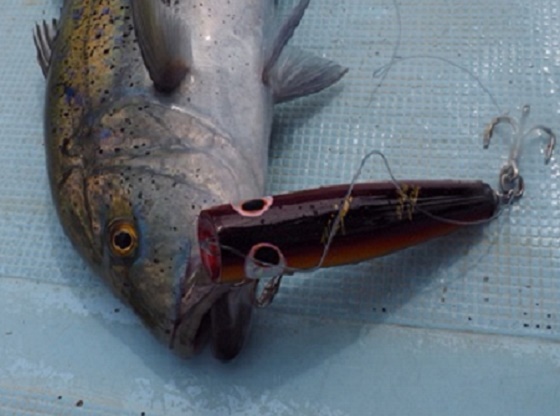 L1-5 | shell shaping lures