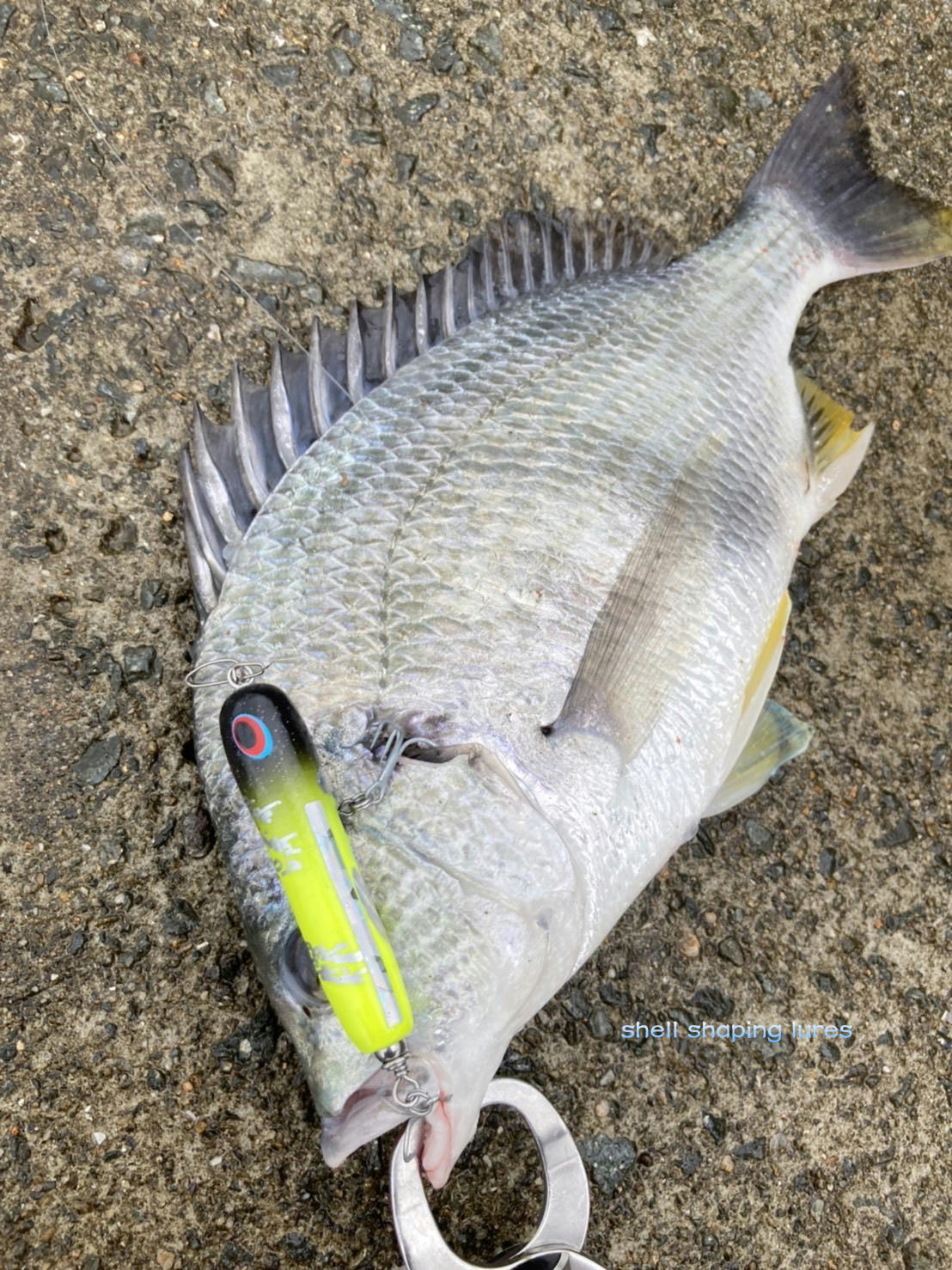 2022. 7～ 9 | shell shaping lures