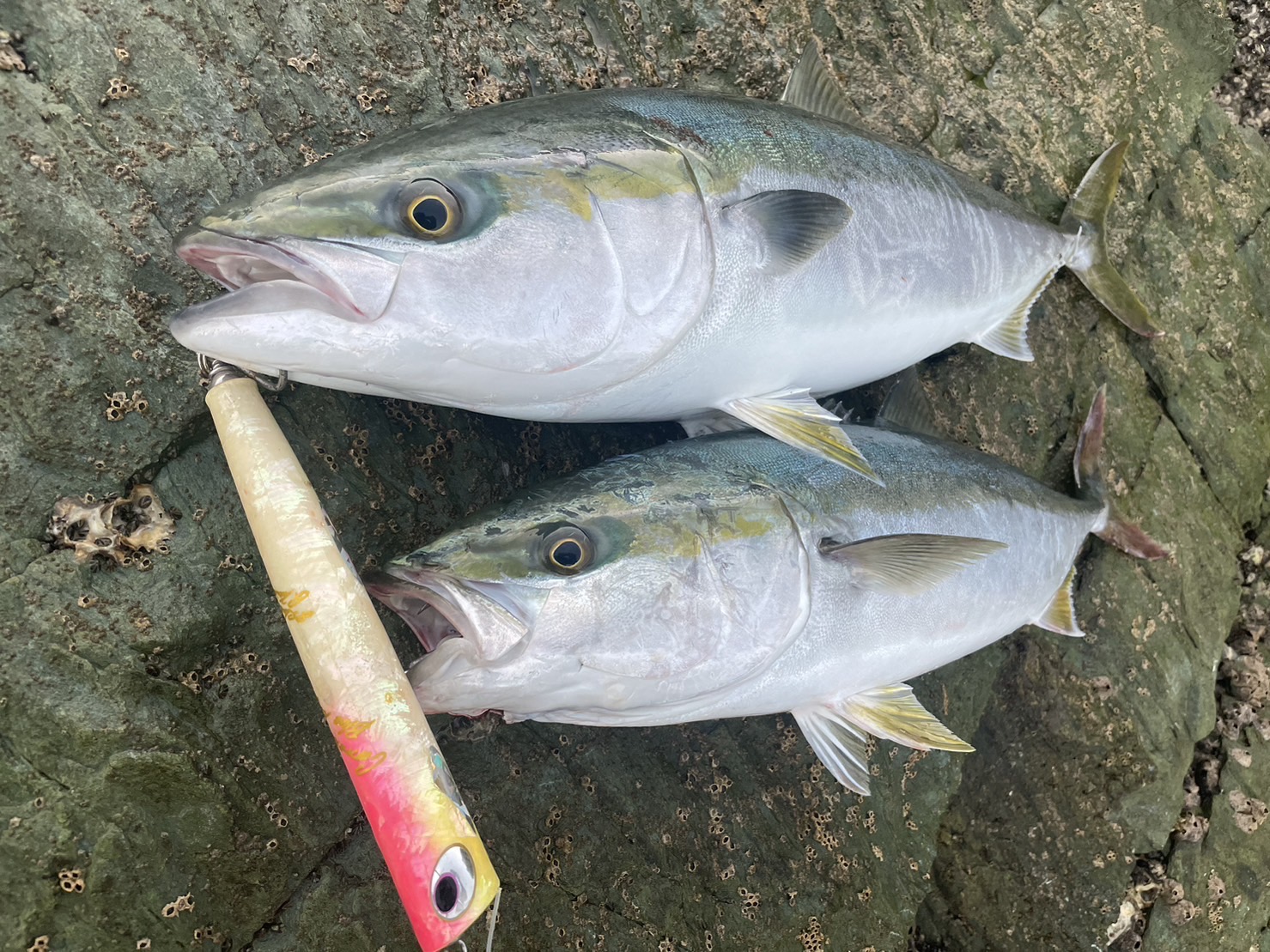 L2-2 | shell shaping lures