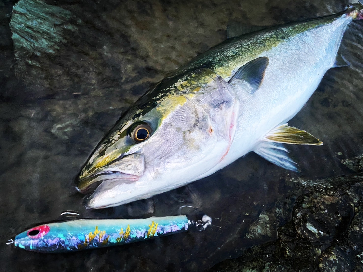 L2-1 | shell shaping lures