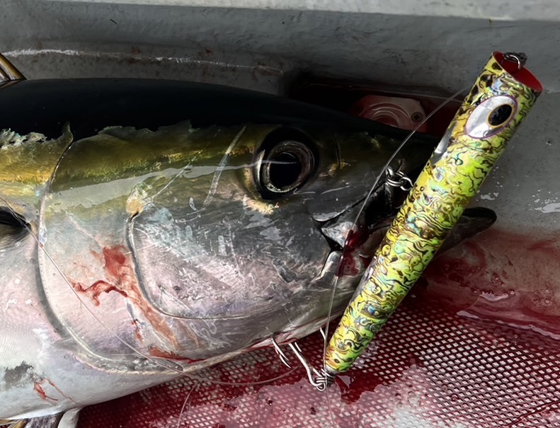 L1-5 | shell shaping lures