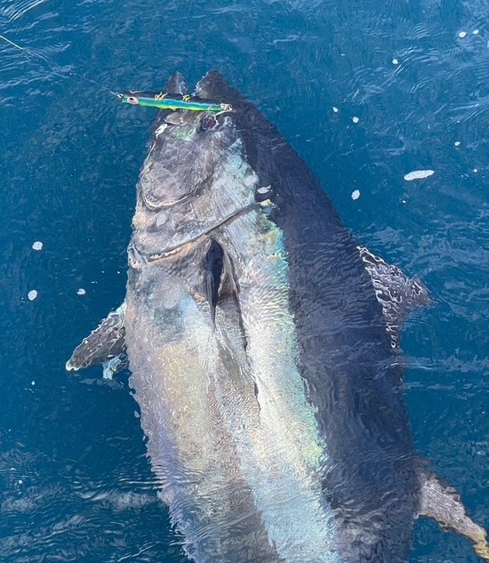 L1-2 | shell shaping lures