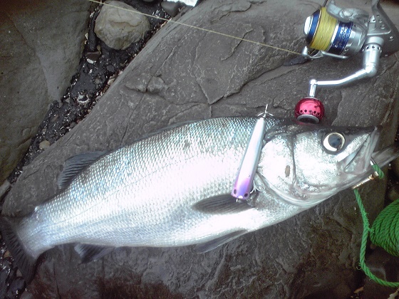 L2-3 | shell shaping lures