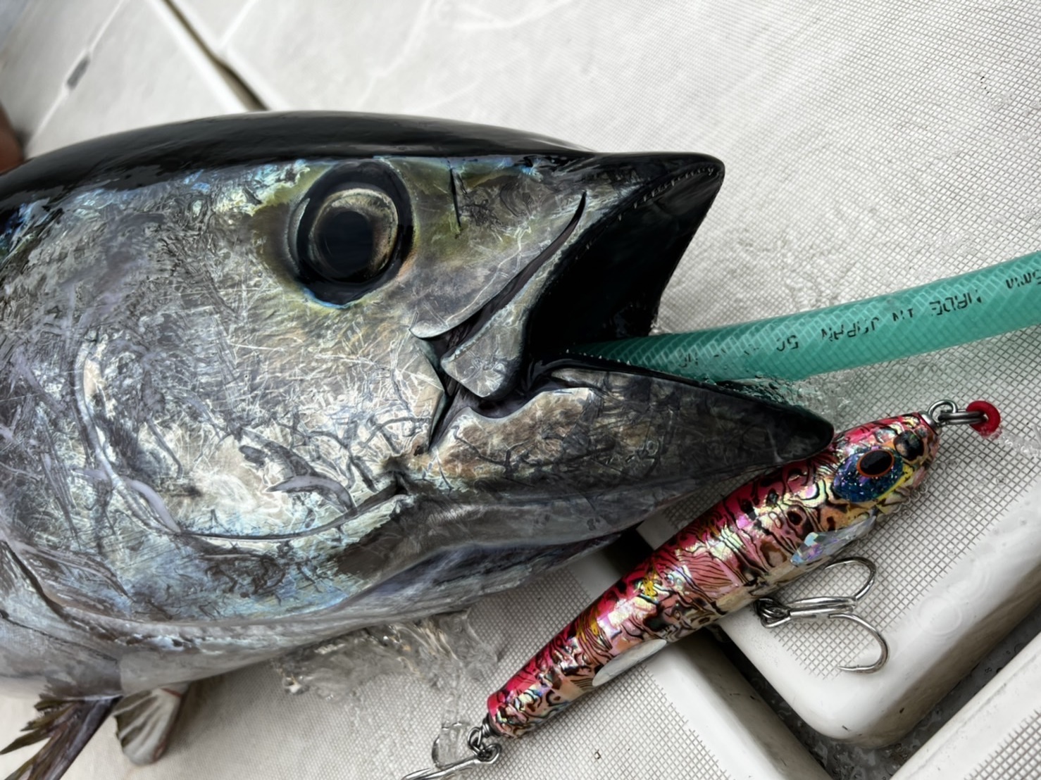 L2-1 | shell shaping lures