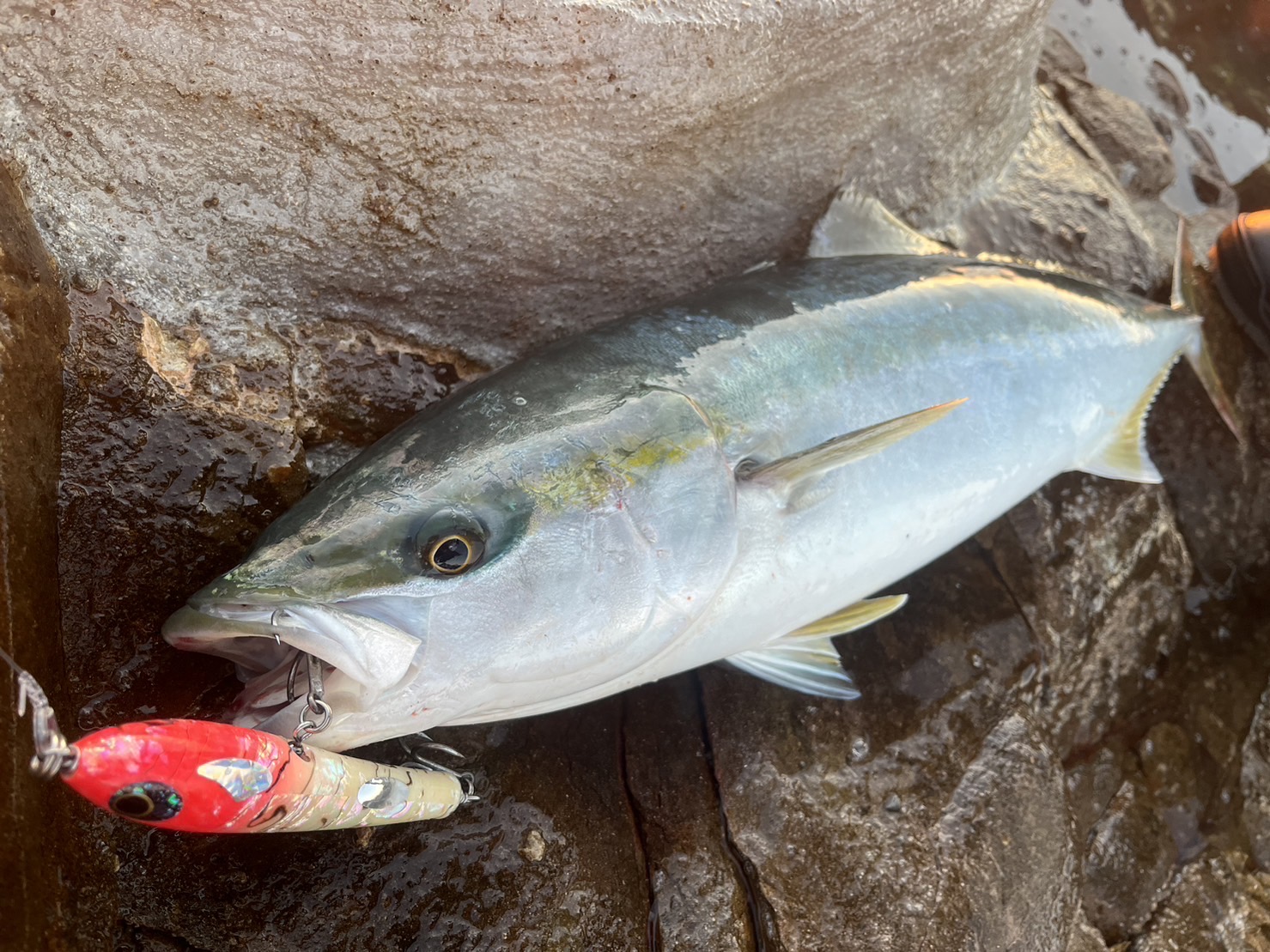 L1-1 | shell shaping lures